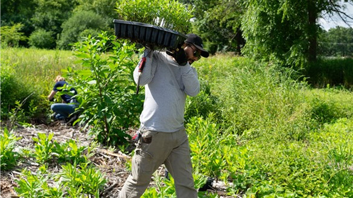 Restoration Workday at Old School Forest Preserve in Libertyville
